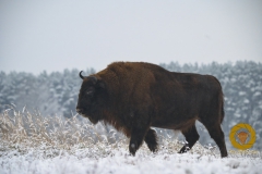 Wisent m Wildpark Schorfheide