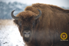 Wisent m Wildpark Schorfheide