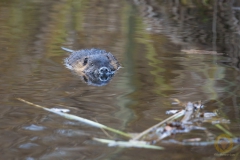 Nutria