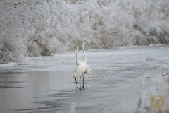Silberreiher, Streit am Wasserloch