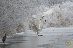 Silberreiher, Streit am Wasserloch