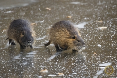 Nutria