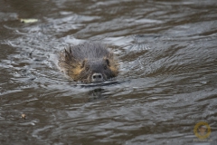 Nutria