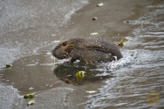 Nutria