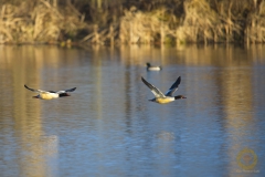 Gänsesäger