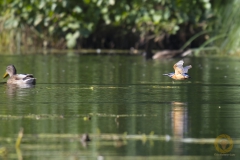 Eisvogel