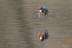 Eisvogel