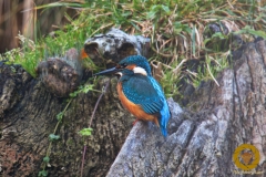 Eisvogel im Wisentgehege Springe