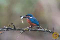 Eisvogel im Wisentgehege Springe