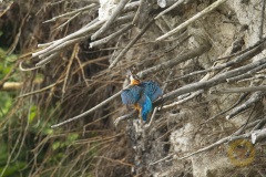 Eisvogel