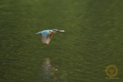 Eisvogel