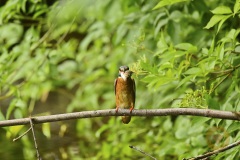 Eisvogel
