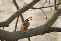 Eisvogel mit fetter Beute