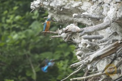 Eisvogel