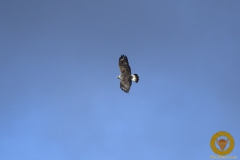 Raufußbussard