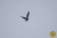 Seeadler