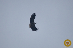 Seeadler