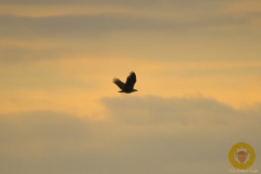 Seeadler