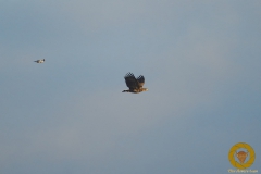 Seeadler