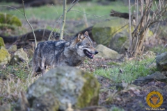 Wolf Boris im Wisentgehege Springe