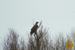 Seeadler