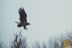 Seeadler
