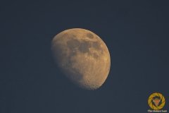 Mond