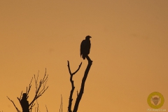 Seeadler
