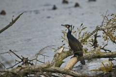 Kormoran im Prachtkleid