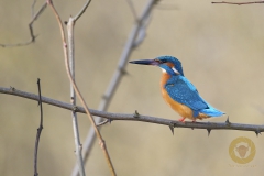 Eisvogel