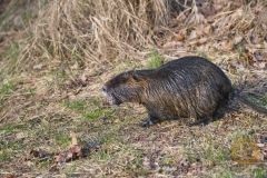 Nutria