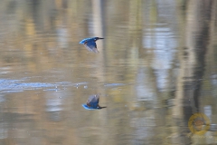 Eisvogel