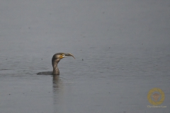 Kormoran mnit Beute