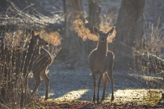 Rotwild im Wisentgehege Springe