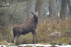 Wisentgehege Springe