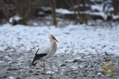 Wisentgehege Springe