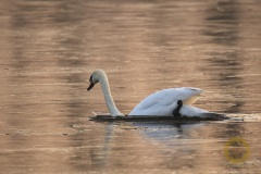 Eisbrechender Höckerschwan