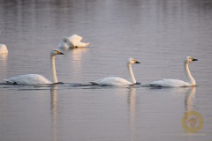 Singschwan und Zwergschwäne