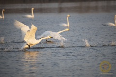 Zwerg- und Singschwan