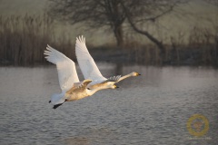 Zwerg- und Singschwan