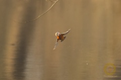 Eisvogel mit fetter Beute