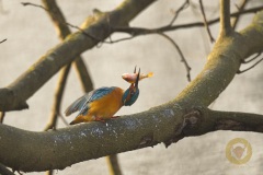 Eisvogel mit fetter Beute
