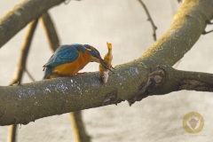 Eisvogel mit fetter Beute