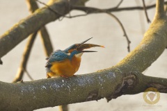 Eisvogel mit fetter Beute