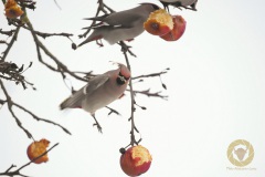 Seidenschwänze. Gelegentliche Wintergäste in unseren Breiten.