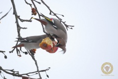 THN_8662_2_NoNoiseAI