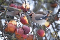 THN_8826_NoNoiseAI-1