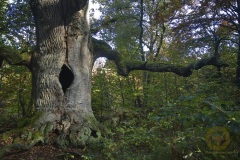 Fotoworkshop mit Manfred Delpho, Urwald und Tierpark Sababurg