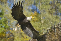 Fotoworkshop mit Manfred Delpho, Urwald und Tierpark Sababurg