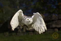 Fotoworkshop mit Manfred Delpho, Urwald und Tierpark Sababurg
